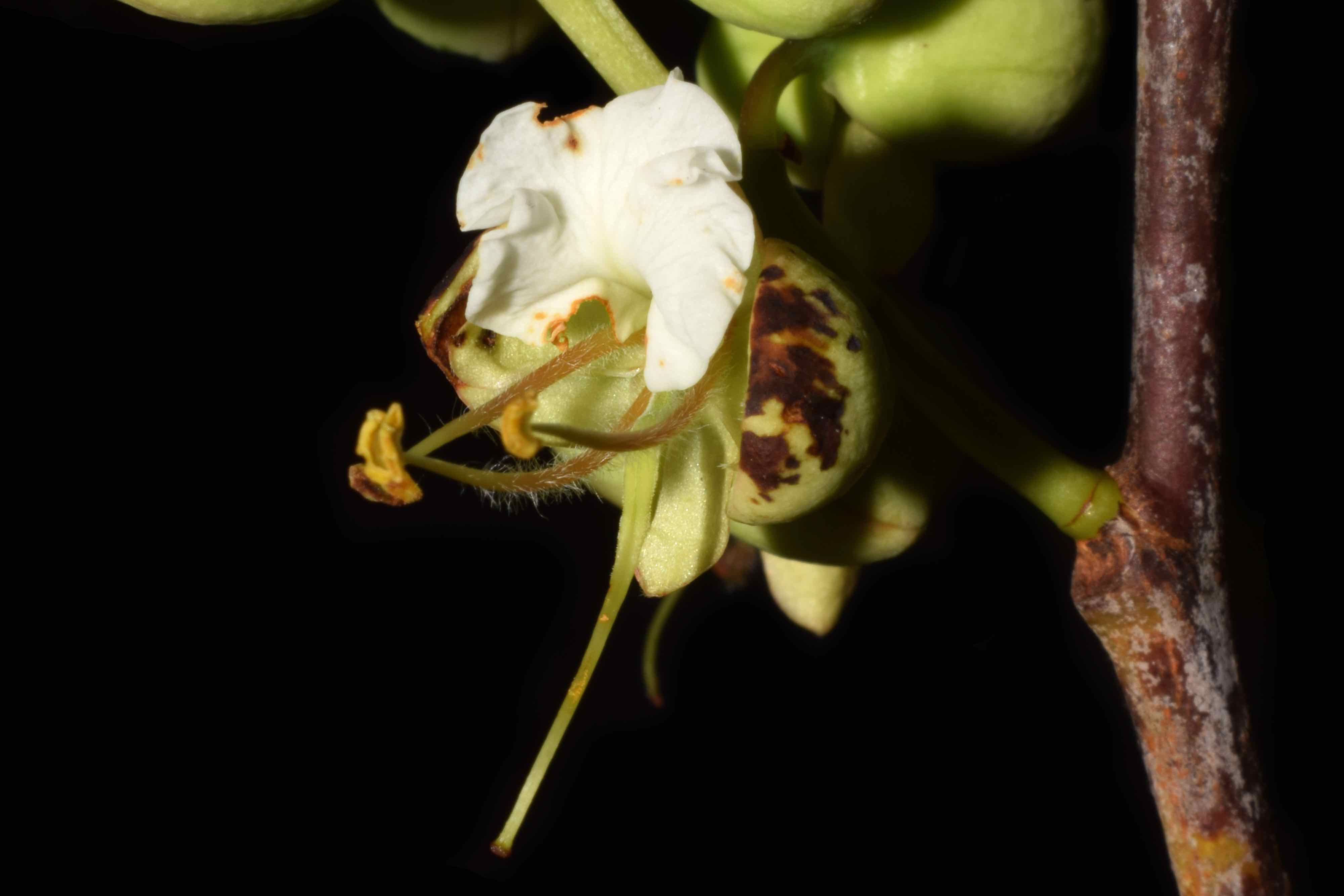 Flor de *Macrolobium aracaense* Farroñay. Foto: F. Farroñay