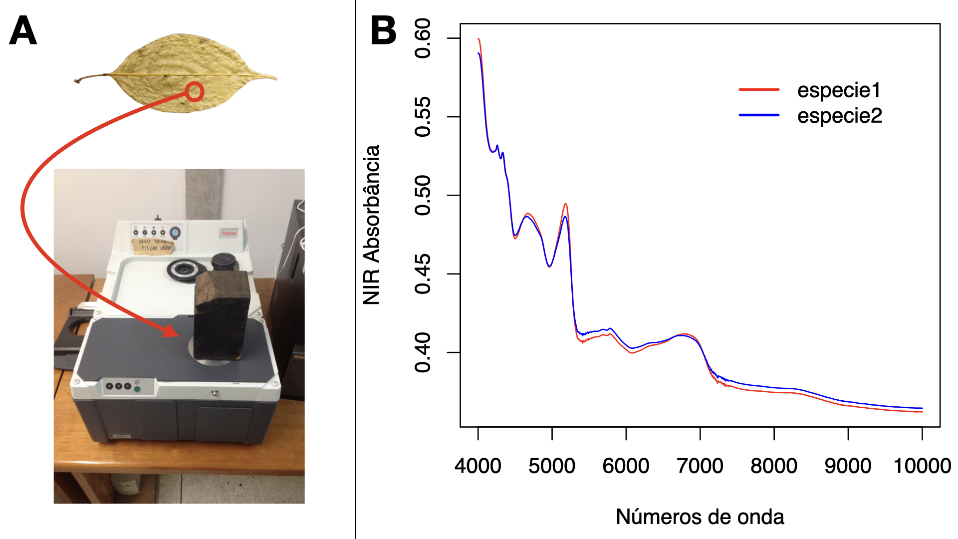 Esquema básico sobre obtenção de dados NIR e resultado prático da leitura. A. Nesta imagem na parte de baixo, observamos um equipamento em que obtemos dados NIR, modelo Antaris II da Thermo Fisher Scientific, encontrado no herbário do Instituto Nacional de Pesquisas da Amazônia (INPA). Colocamos pedaços de folhas ou bichos sobre uma região circular do aparelho (forma similar ao círculo vermelho da imagem; tamanho não correspondente ao real), que é de onde são emitidas as ondas eletromagnéticas; em seguida, é posto um corpo negro para evitar a dissipação de ondas (na imagem, percebe-se um pedaço de madeira sobre essa região, geralmente utilizado para reforçar a pressão do corpo negro sobre a amostra) para, enfim, ser realizada a emissão das ondas eletromagnéticas e posterior obtenção de uma leitura espectral. Em plantas, isso é geralmente feito nas duas faces das folhas. B. Gráfico com números de onda no eixo X, e absorbância das ondas NIR no eixo Y, para amostras referentes a duas espécies hipotéticas; nesta imagem, é possível verificar certas diferenças no padrão espectral entre essas duas espécies. Por meio de análises estatísticas multivariadas, podemos utilizar essas informações para delimitar espécies. Foto e imagens: R. O. Perdiz.