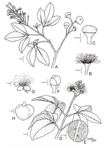 Ilustração de *Anthodiscus amazonicus*, espécie que ocorre nos domínios Amazônico e Atlântico. Ilustração por Michella Del Rei Teixeira.