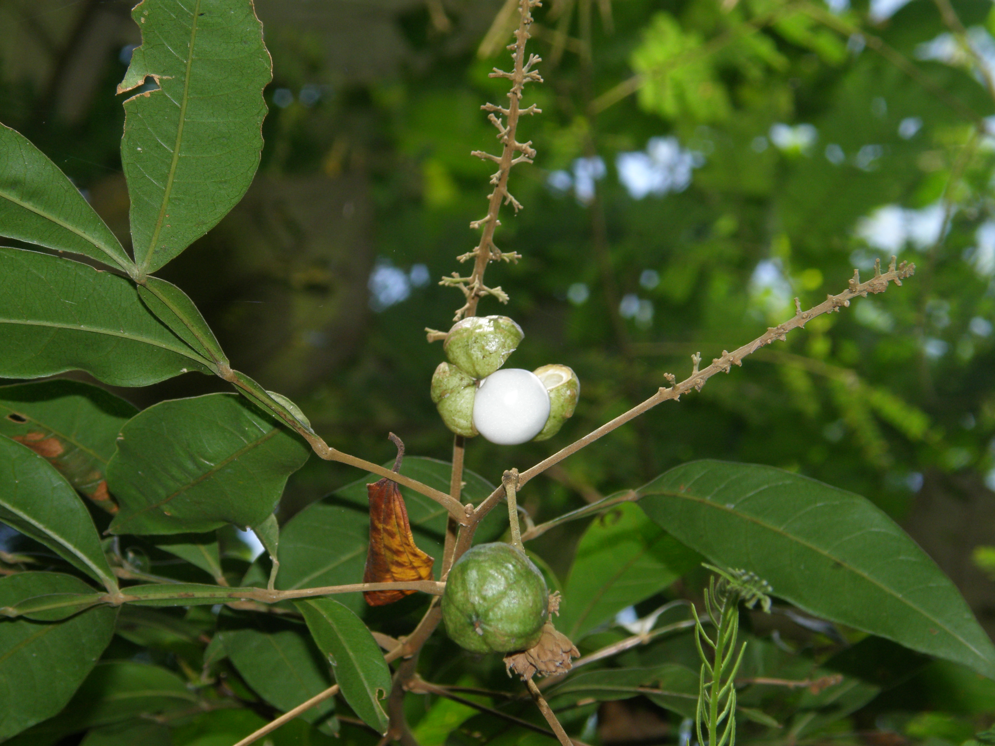 Fruto de *Paullinia carpopoda*. Foto de R. Perdiz.