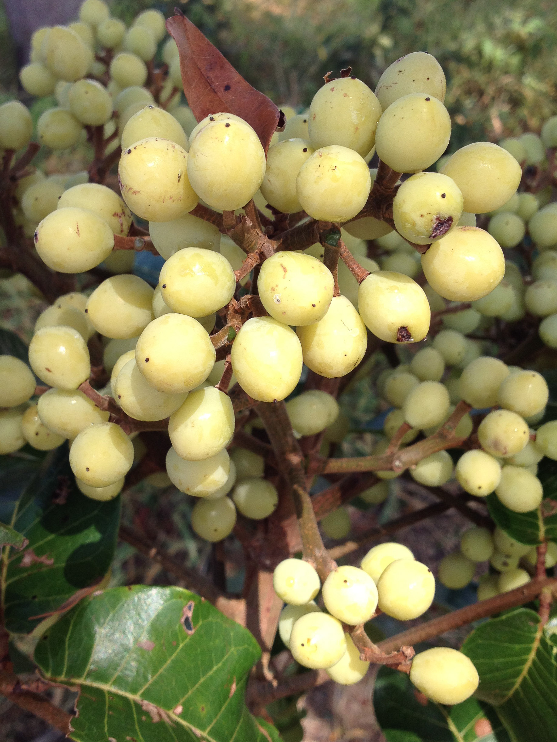 Frutos de *Trattinnickia rhoifolia* Willd. (Burseraceae). Foto por R. O. Perdiz