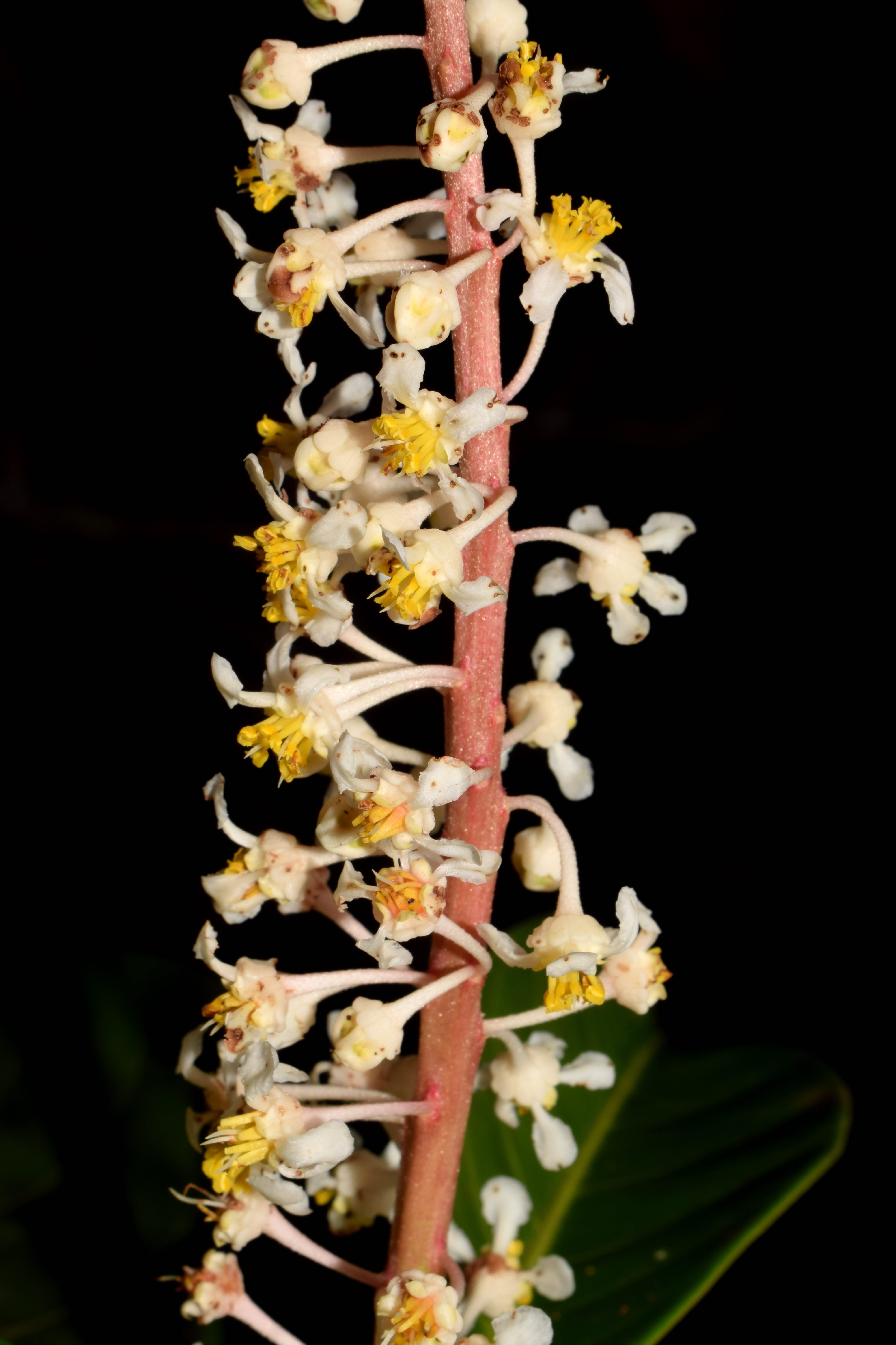Flores de *A. minima*. Foto por [Francisco Farroñay](https://www.researchgate.net/profile/Francisco_Farronay)