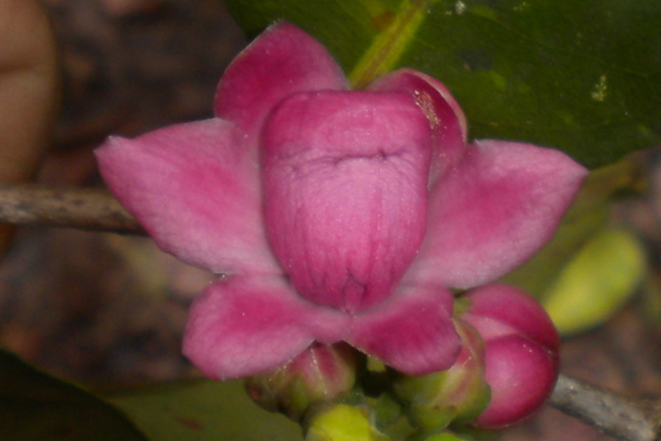 Flor de *Lecythis corrugata* Poit. subsp. *rosea* (Spruce ex O. Berg) S.A. Mori (Lecythidaceae; amostra *Perdiz 1366*), a espécie com mais amostras coletadas para este trabalho, e também uma espécie muito abundante em toda a região do Escudo das Guianas.